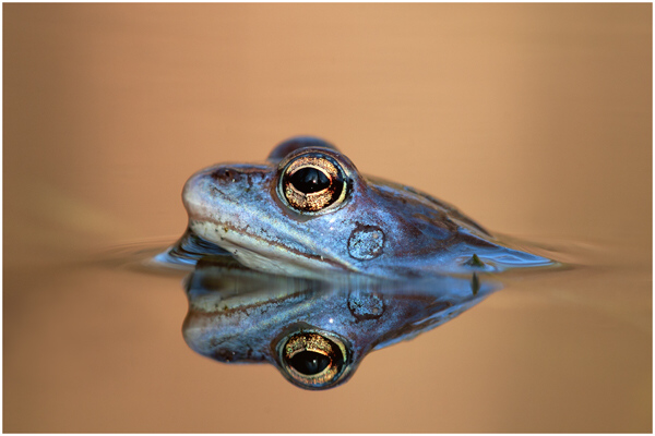 Moor frog