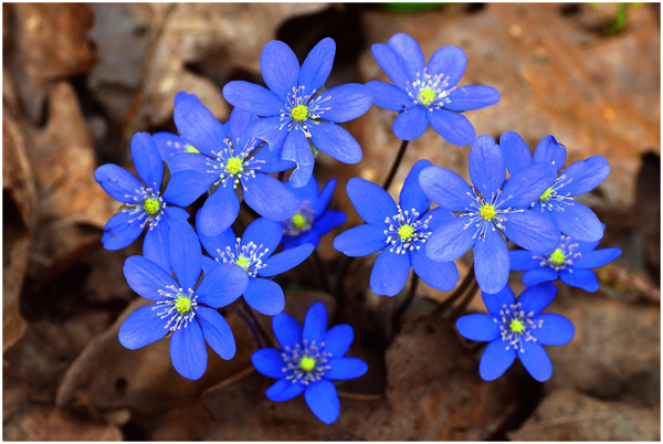 Hepatica nobilis