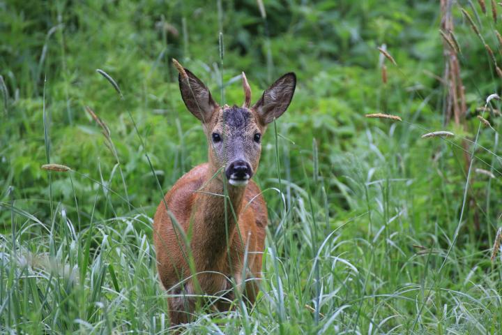  Srnec obecný ( Capreolus capreolus )