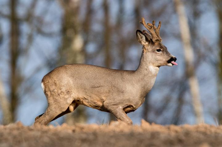  Srnec obecný ( Capreolus capreolus )