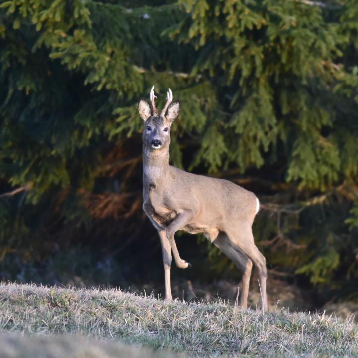  Srnec obecný ( Capreolus capreolus )