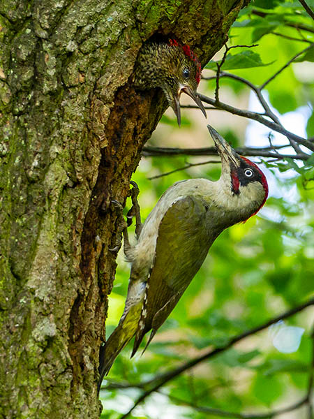 Žluna zelená (Picus viridis)