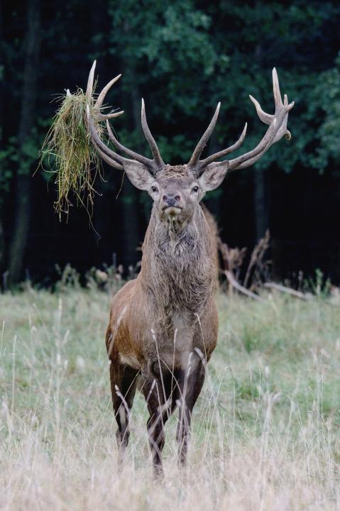 Jelen lesní (Cervus elaphus)