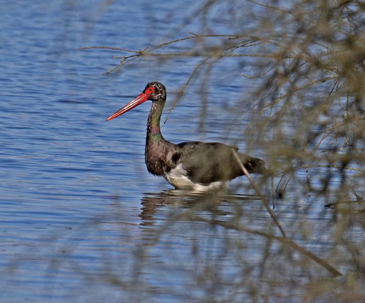 Čáp černý (Ciconia nigra)