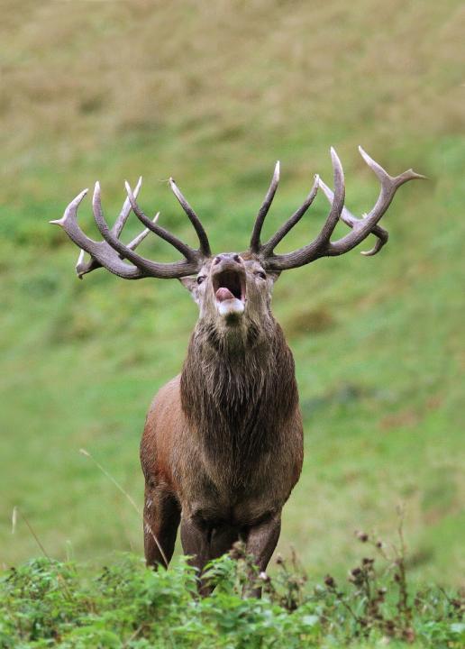 Jelen lesní (Cervus elaphus)