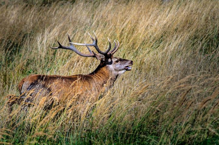 Jelen lesní (Cervus elaphus)