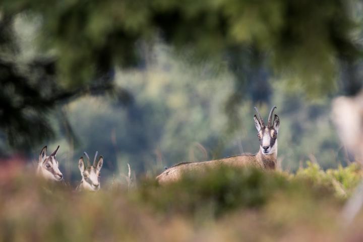 Kamzík horský (Rupicapra rupicapra)