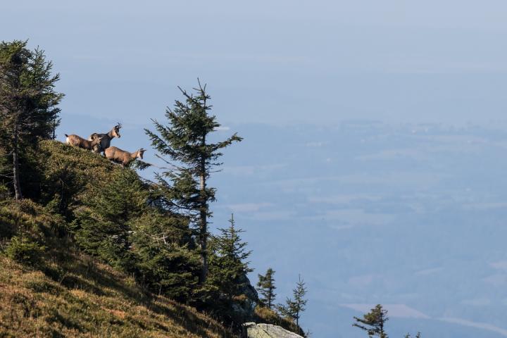 Kamzík horský (Rupicapra rupicapra)