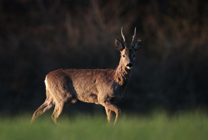  Srnec obecný ( Capreolus capreolus )