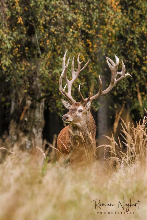 Jelen lesní (Cervus elaphus)