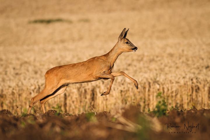  Srnec obecný ( Capreolus capreolus )