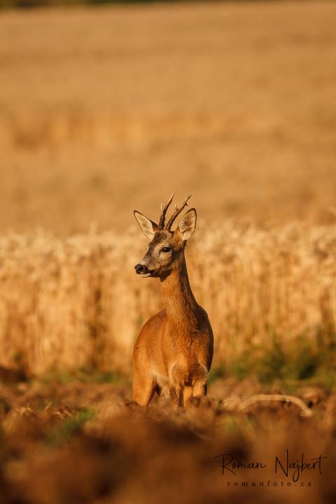  Srnec obecný ( Capreolus capreolus )