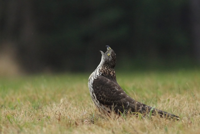 Jestřáb lesní (Accipiter gentilis)