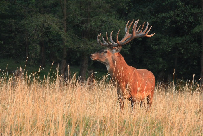 Jelen lesní (Cervus elaphus)