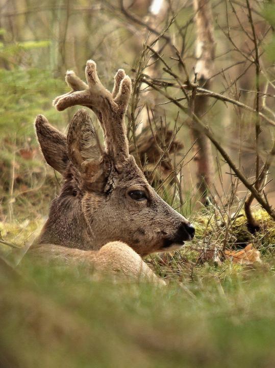  Srnec obecný ( Capreolus capreolus )