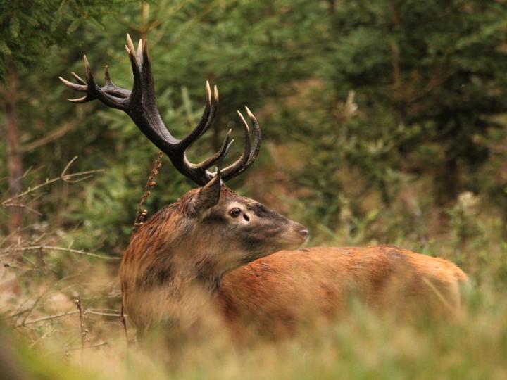 Jelen lesní (Cervus elaphus)