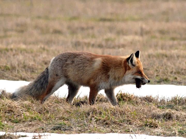  Liška obecná ( Vulpes Vulpes)