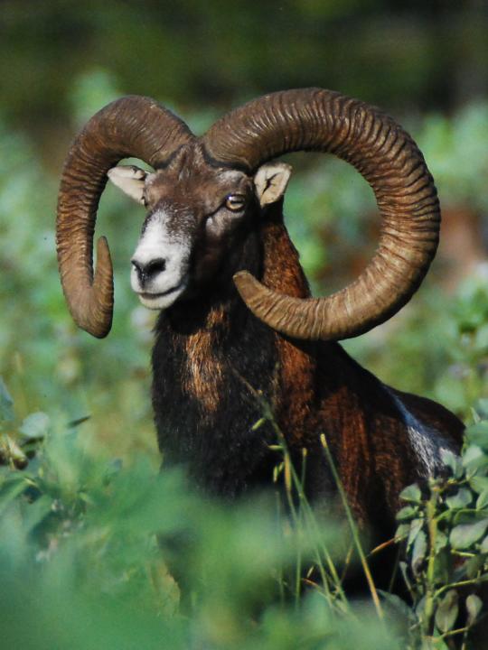 Muflon (Ovis musimon)