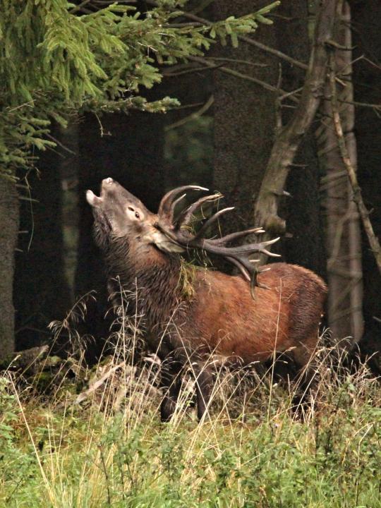 Jelen lesní (Cervus elaphus)