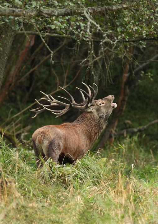 Jelen lesní (Cervus elaphus)