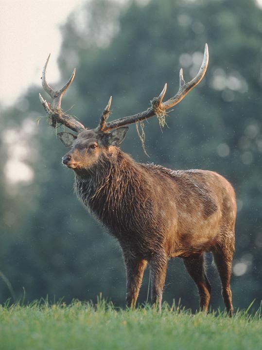 Jelen Sika Dybowského (Cervus nipon nipon)