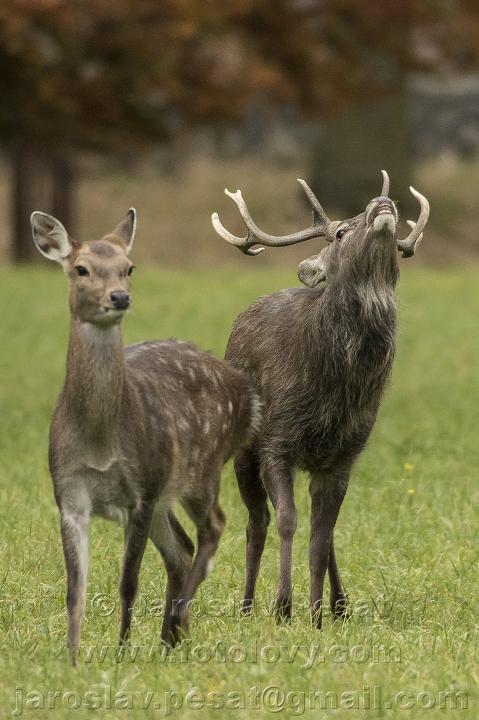 Jelen lesní (Cervus elaphus)