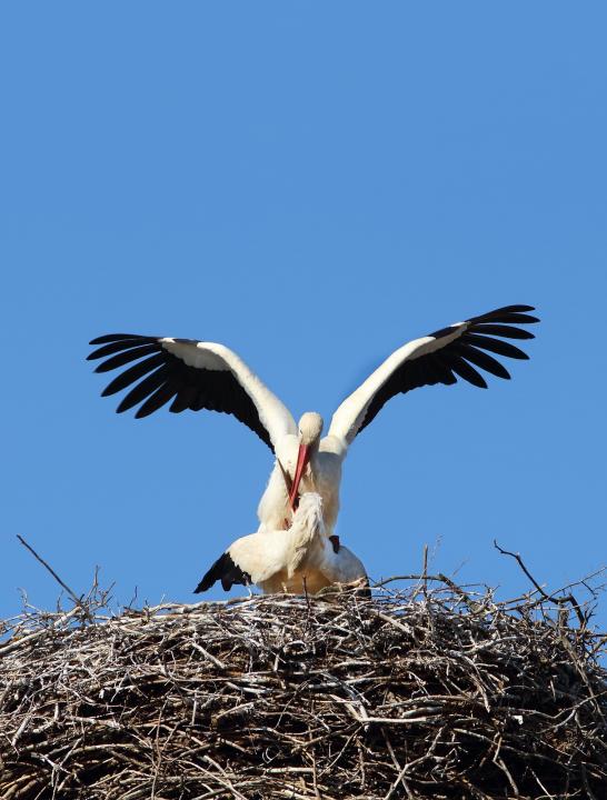 Čáp bílý (Ciconia ciconia)