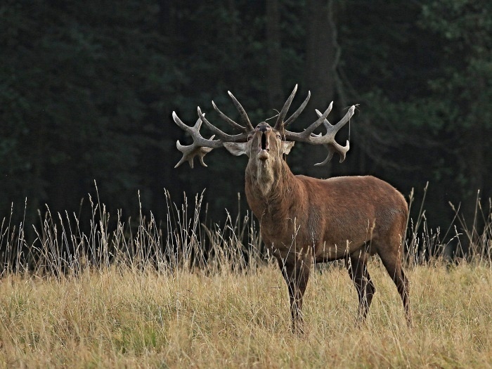 Jelen lesní (Cervus elaphus)