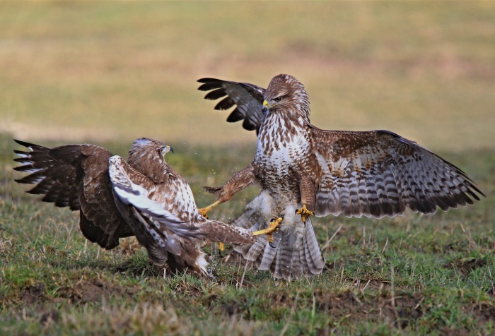 Káně lesní (Buteo buteo)