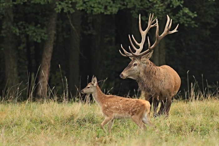 Jelen lesní (Cervus elaphus)