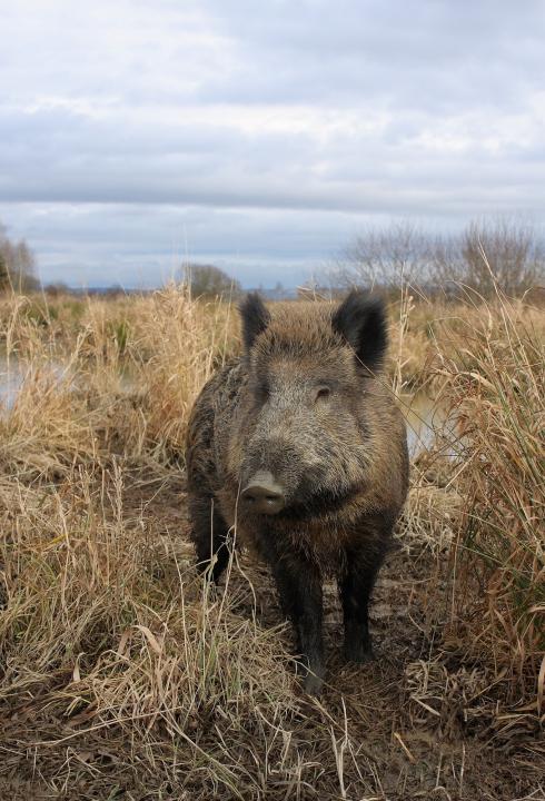  Prase divoké ( Sus scrofa)