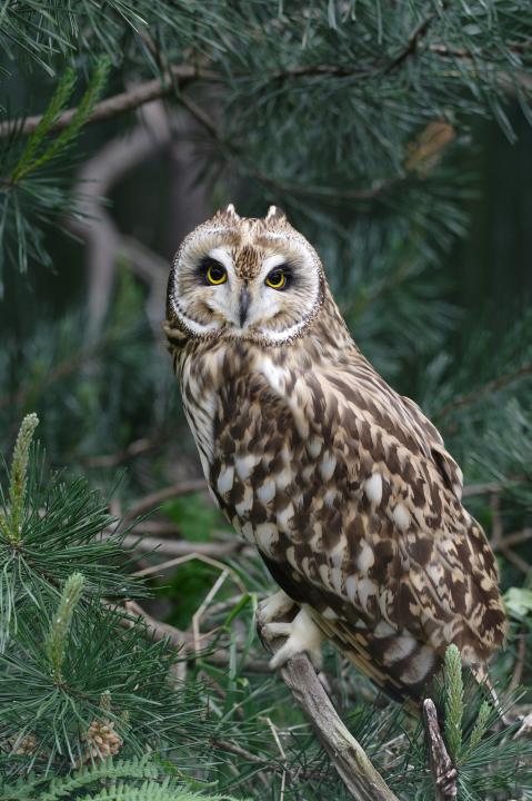 Kalous pustovka (Asio flammeus)