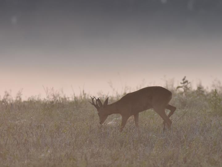  Srnec obecný ( Capreolus capreolus )