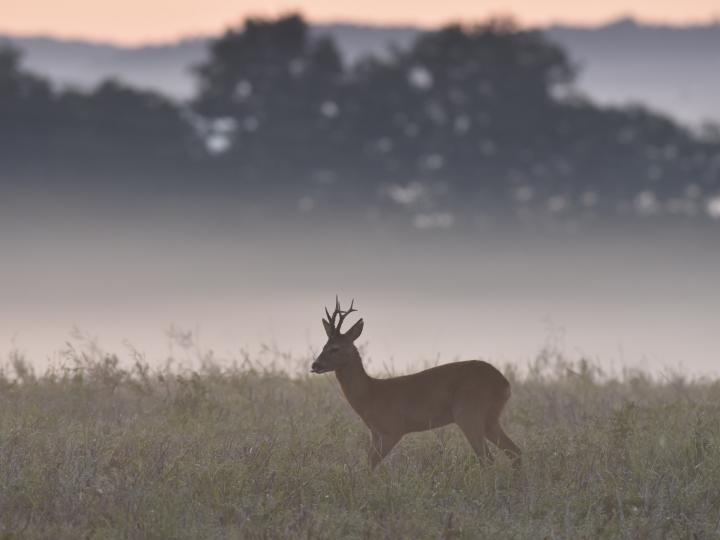  Srnec obecný ( Capreolus capreolus )