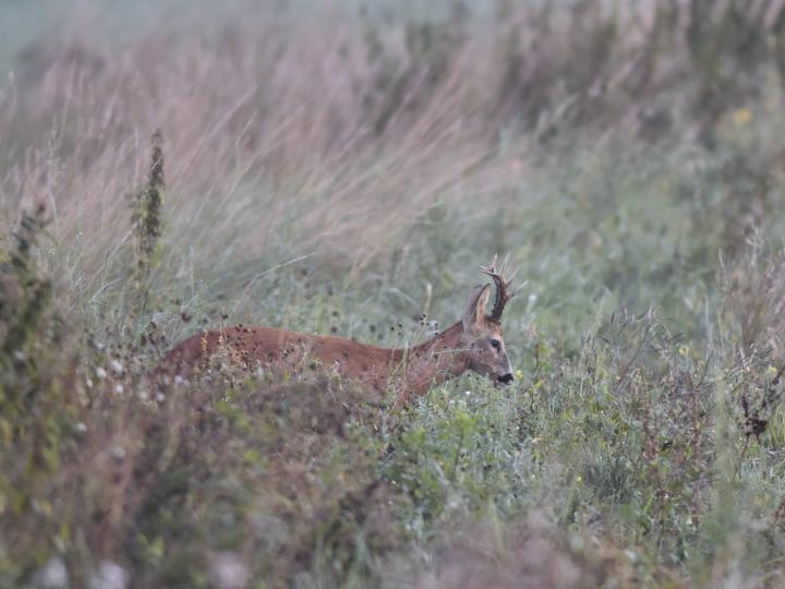  Srnec obecný ( Capreolus capreolus )