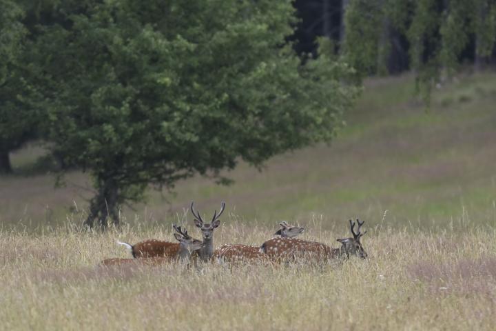 Jelen sika japonský (Cervus nippon nippon)