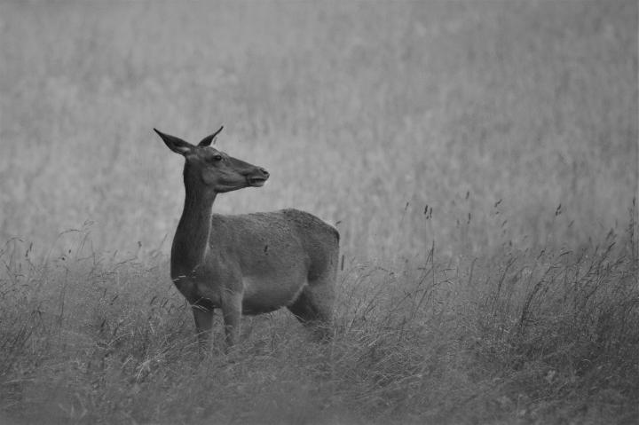 Jelen lesní (Cervus elaphus)