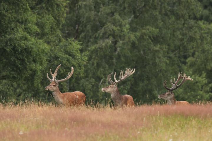 Jelen lesní (Cervus elaphus)