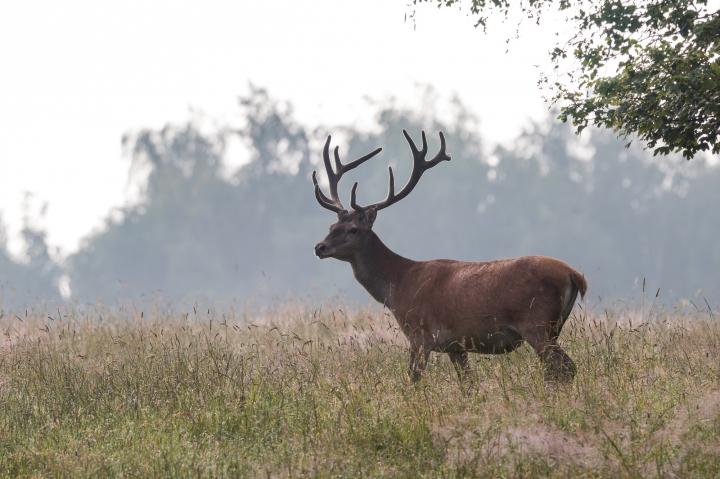 Jelen lesní (Cervus elaphus)