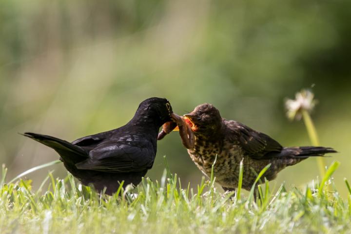 Kos černý (Turdus merula)