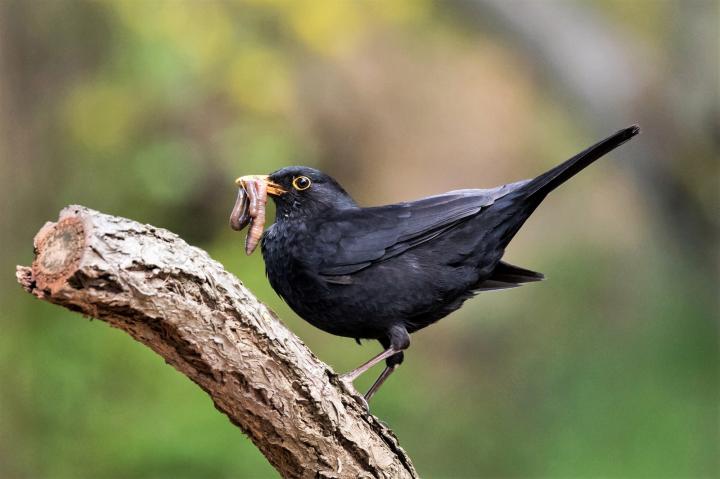 Kos černý (Turdus merula)