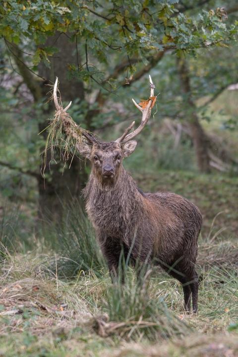 Jelen sika japonský (Cervus nippon nippon)