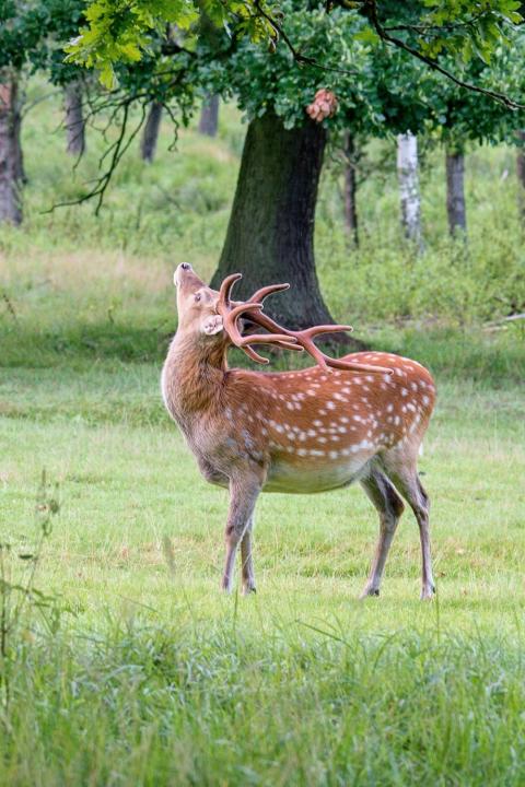 Jelen sika japonský (Cervus nippon nippon)