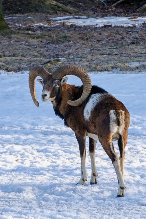 Muflon (Ovis musimon)