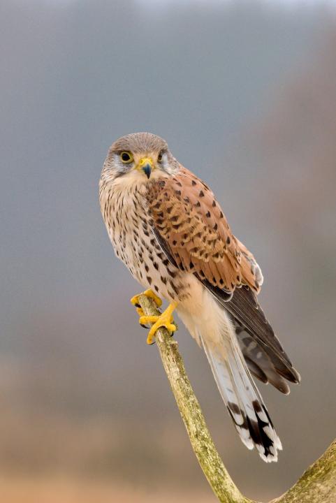 Poštolka obecná (Falco tinunculus)