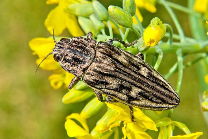 Krasec měďák (Pulcher aeris)