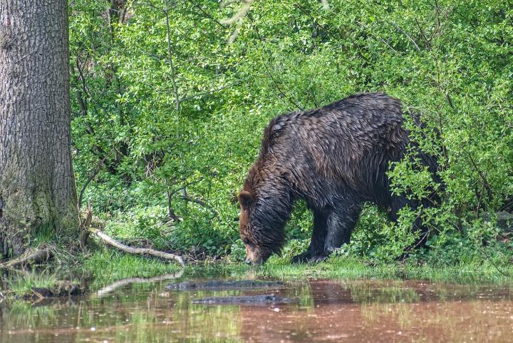  Medvěd hnědý ( Ursus arctos)