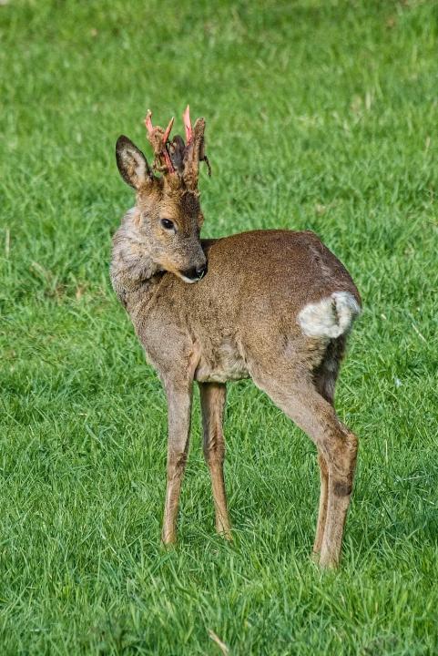  Srnec obecný ( Capreolus capreolus )