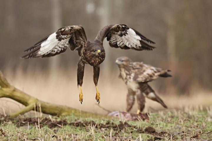 Káně lesní (Buteo buteo)