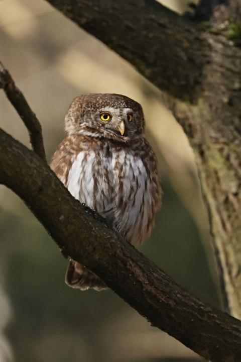 Kulíšek nejmenší (Glaucidium passerinum)